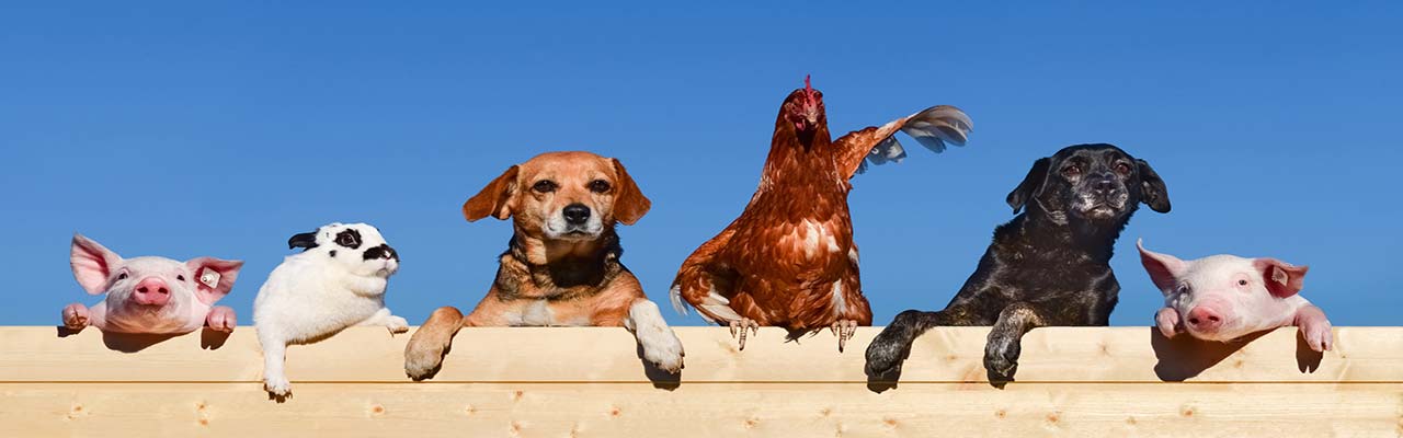 Farmok állatokkal Lombardia