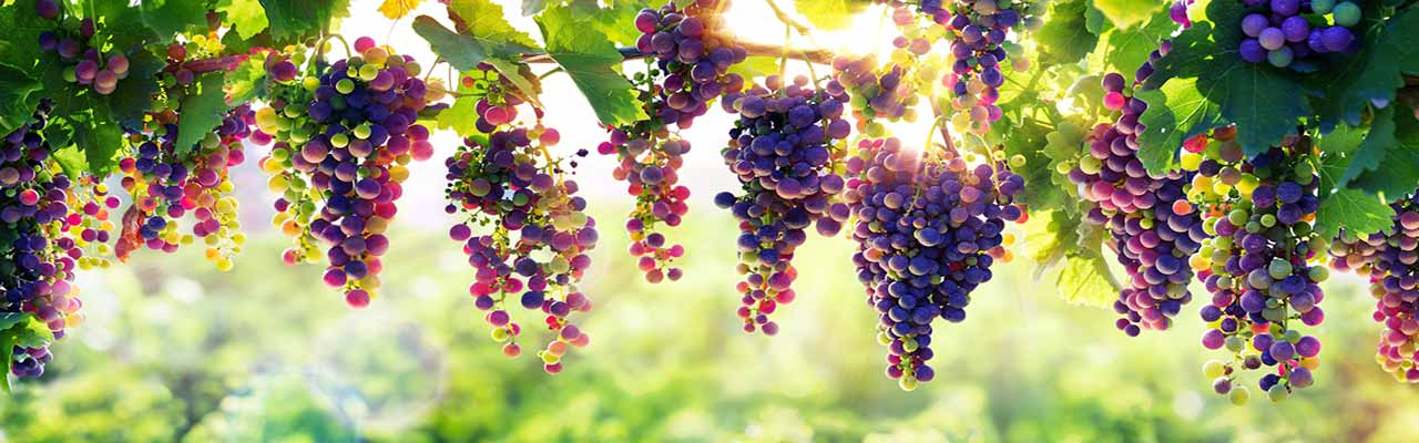 Tanyasi szőlőültetvények