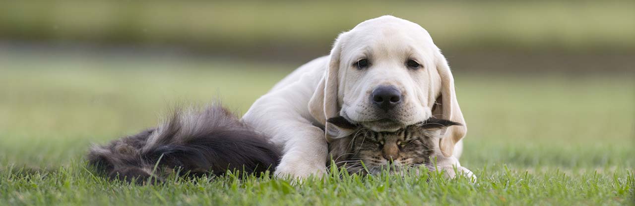 állatbarát farmház