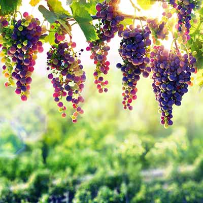 Üdülés egy tanyasi szőlőültetvényes parasztházban