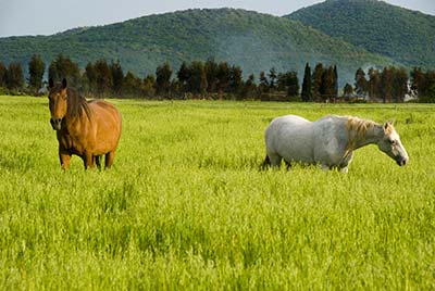 Farmház istállóval