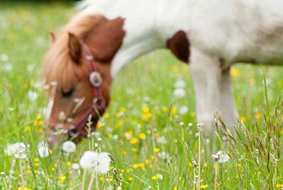 Ünnepek Olaszországban az oktatási gazdaságokban